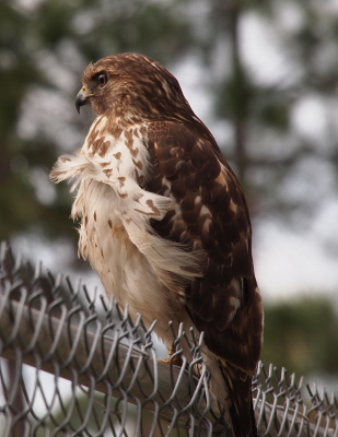 [Side view of the entire bird standing atop the top rail of a chain-link fence. The bird's mostly white breast feathers are waving to the sides like a dancer's tiered ruffled dress.]